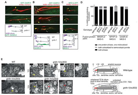 Grdn 1 Regulates Localization Of A Subset Of Tz And Bb Proteins In C