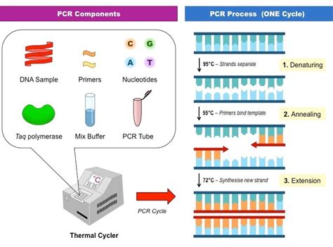 Steps And Procedure Of Polymerase Chain Reaction PCR Overall Science