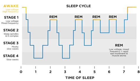 Consciousness And Sleep Rem Stages Of Sleep Teachmephysiology