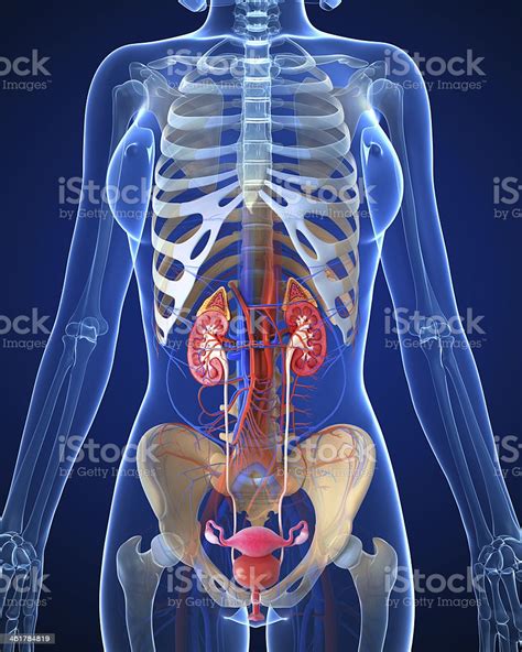 Jump to navigation jump to search. Female Skeleton And Kidney With Bladder Stock Photo & More ...