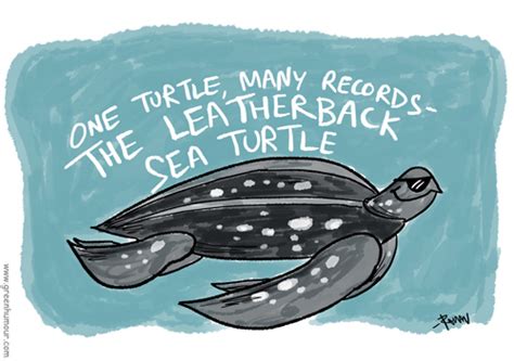 Green Humour The Leatherback Sea Turtle