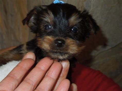 They were born nov 22, 2020 and will be ready to go to their forever home jan 15, 2021. Yorkie puppy - AKC Male for Sale in Greensboro, North ...