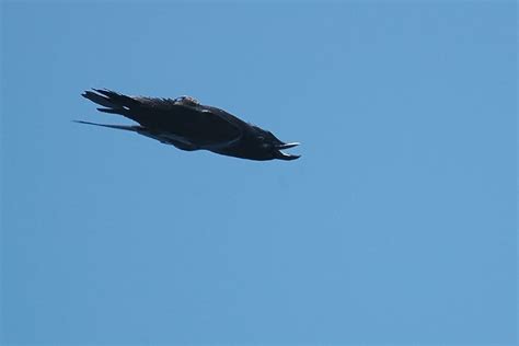 Raven Upside Down Ravens Corvus Corax On The Island Cres I Flickr