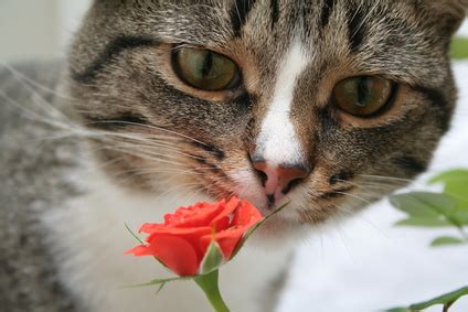Why is my cat afraid? Flowers That Are Poisonous to Cats - Pets