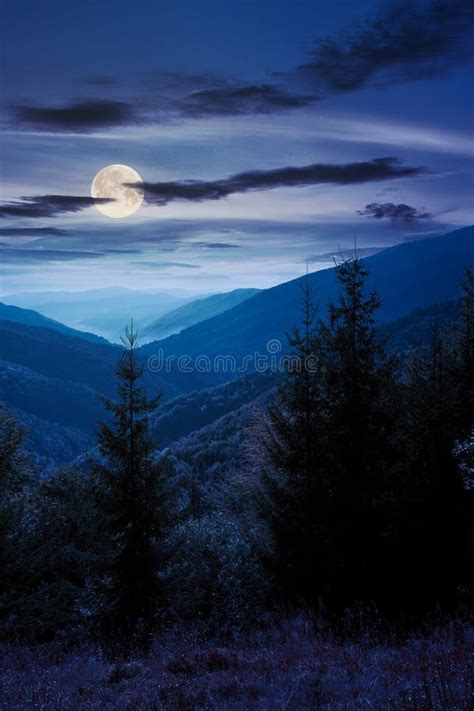 Spruce Forest On The Hillside Meadow At Night Stock Photo Image Of