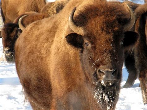 American Bison American Bison Bison Endangered Species