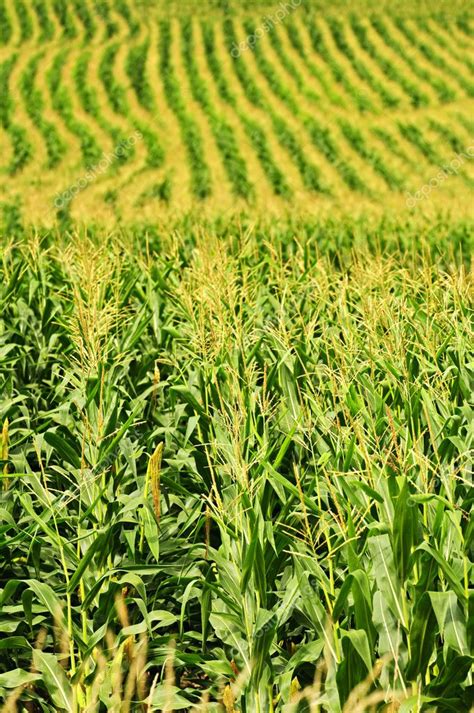 Corn Field — Stock Photo © Elenathewise 4471074