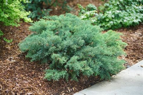 How To Grow And Care For Juniper Shrubs And Trees Garden Design