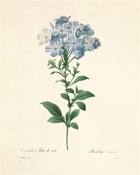 Blue Flower Print Poster Antique Prints Botanical Art Prints Home Decor Wall Victorian Art