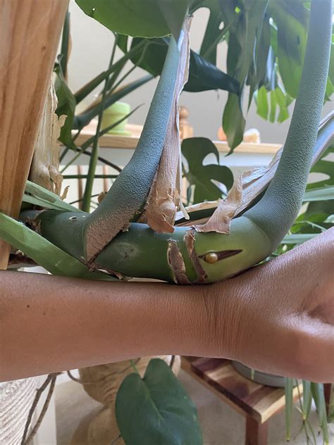 Help Me With This Thicc Girl Wrist For Scale Rmonstera