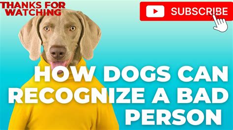 How Dogs Can Recognize A Bad Person And Other Dog 🐕 Youtube