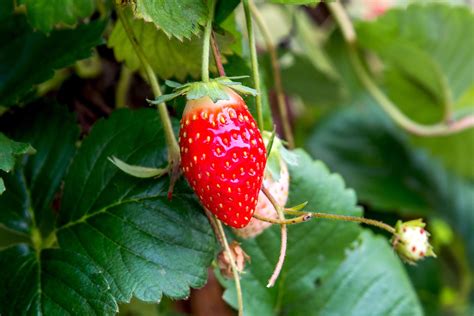How To Get Rid Of Wild Strawberries In Garden Weed That Looks Like Strawberry Plant Top