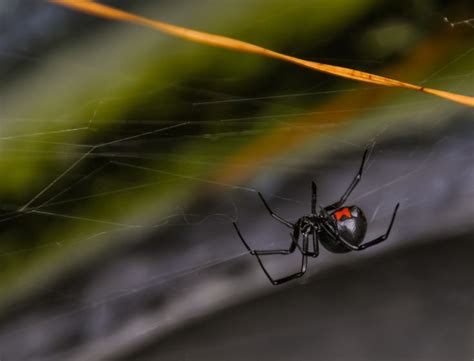 Temecula Pest Control Expert Tells How To Spot Black Widows