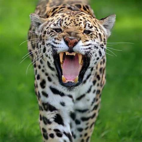 10 Amazing Jaguar Facts Facts About Jaguars Discover Wildlife