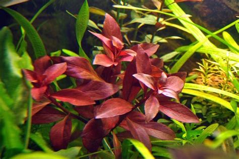 Ludwigia Repens Super Red Mini Live Aquarium Aquatic Plants Etsy