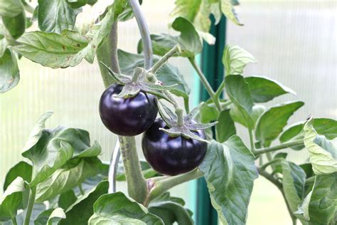 Ein gutes oder wenn nicht sogar das beste merkmal erntereifer früchte ist, dass sie sich leicht von der pflanze lösen lassen. Blaue Tomaten: 12 leckere Sorten | Wann sind blaue Tomaten ...