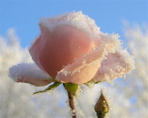 Adorable Beautiful Cold Cute Flower Image 144451 On