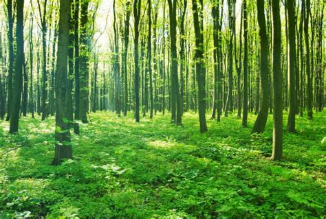 Northern Forest Which Plans To Plant 50m New Trees Could Boost Rural