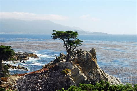 Lone Cypress Tree In Monterey In California Photograph By Catherine