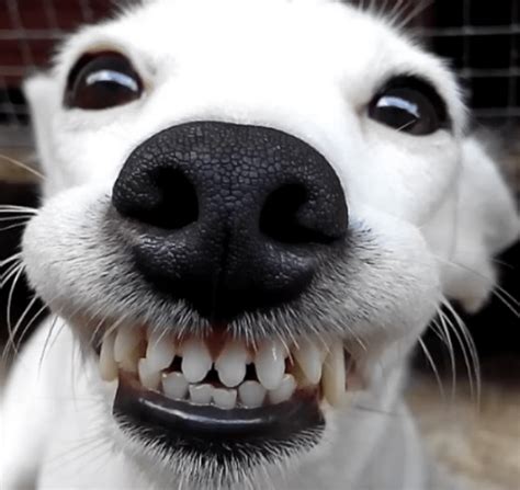 Smiling Dog Memes Imgflip