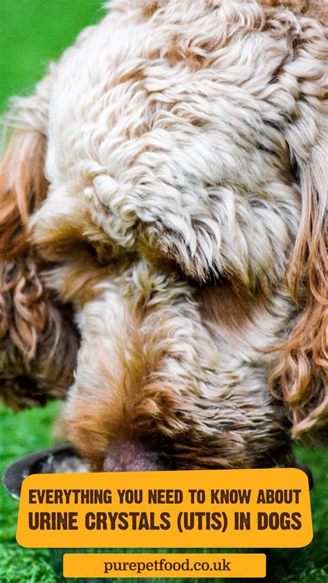 Your Dogs Urine Naturally Contains Minerals Like Calcium And Magnesium