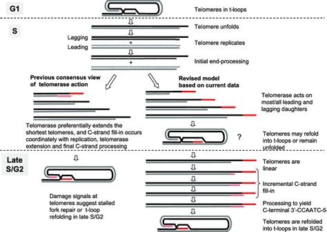 Model For The Replication Of Mammalian Telomeres See Text For Details
