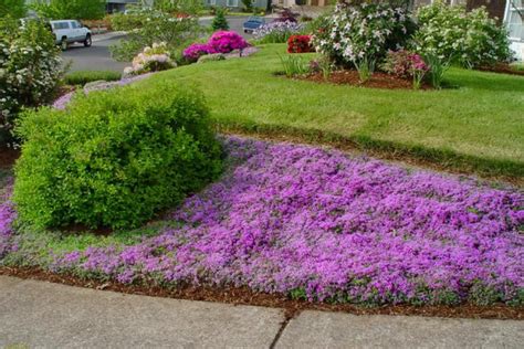 How To Choose Groundcovers And Plants To Use As Lawn Alternatives Diy