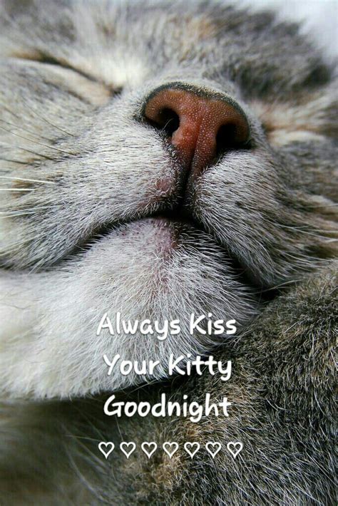 Always Kiss Your Kitty Goodnight ♡ Cat Quotes Cat Love Crazy Cats