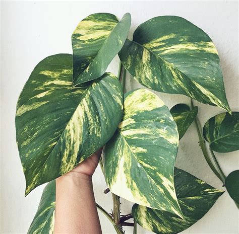 Take care not to overwater your pothos vine because sitting in water will cause death, yellowed leaves, and root rot. How to Care for a Golden Pothos Houseplant in 2020 ...