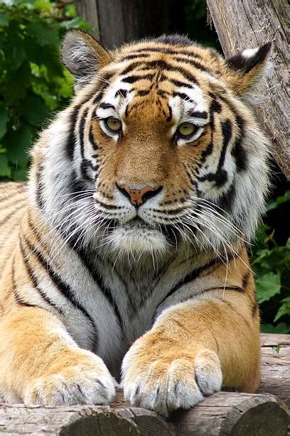 Tired Tiger Pictures Stock Photos Pictures And Royalty Free Images Istock