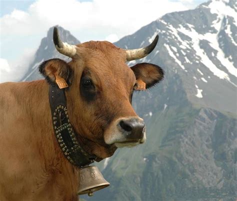 Les 11 Meilleures Images Du Tableau Vaches Sur Pinterest Bétail