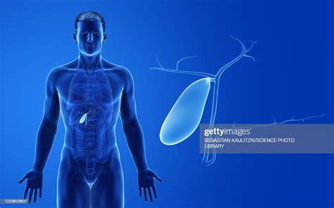Male Gallbladder Illustration High Res Vector Graphic Getty Images