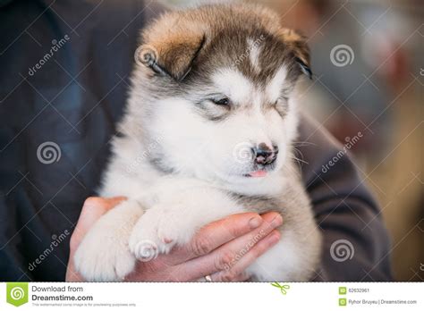 Alaskan Malamute Puppy Dog Sits In Hands Of Owner Stock Image Image