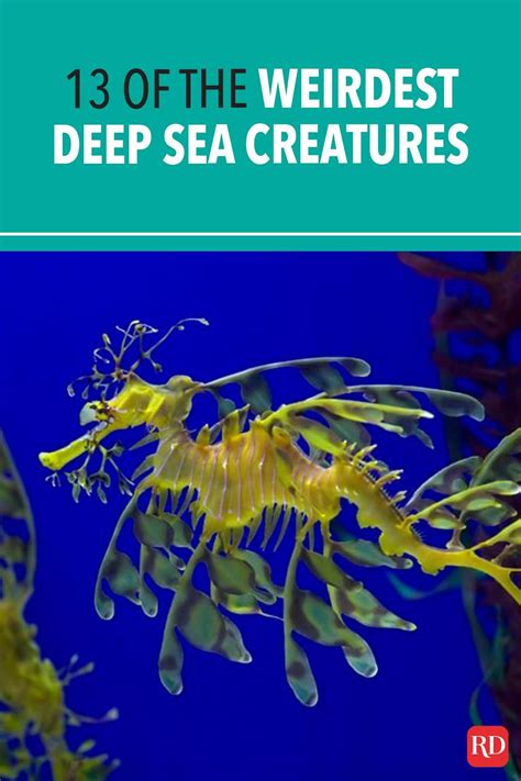 13 Of The Weirdest Deep Sea Creatures Deep Sea Creatures Sea
