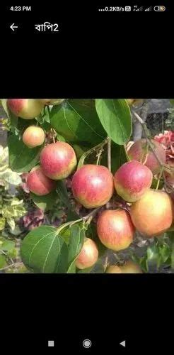 Fruit Plants Apple Ber Kashmiri Apple Ber Manufacturer From Ambala