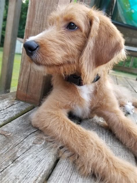 Golden xpress has been breeding australian labradoodles in our homes since 2002. Labradoodle Puppies For Sale | South Bend, IN #308463
