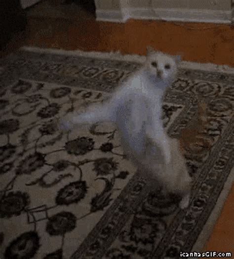 Dancing Cat  Meme Dump Lục Lọi Meme Cộng đồng Meme Trực Tuyến