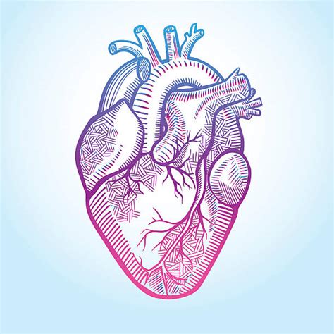 Human Heart Illustrations Royalty Free Vector Graphics