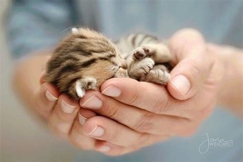 Cute Sleeping Kitten Pictures Photos And Images For