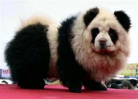 10 Dogs That Look Like Pandas Panda Dog Fluffy Dogs Panda Chow Chow