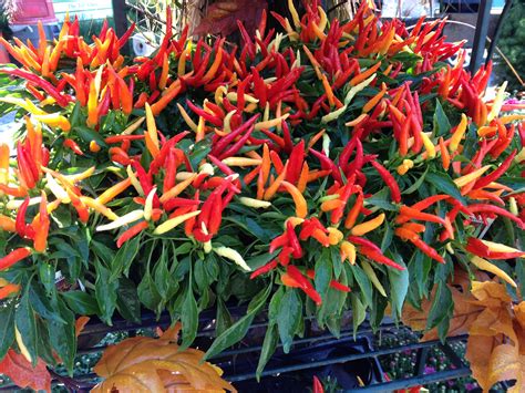 Seasonally Colorful This Ornamental Chili Pepper Plant Is The Perfect