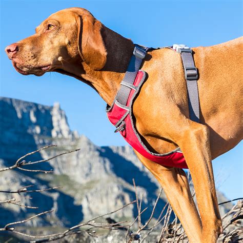 Red Dingo Red Padded Harness Dapper Pets