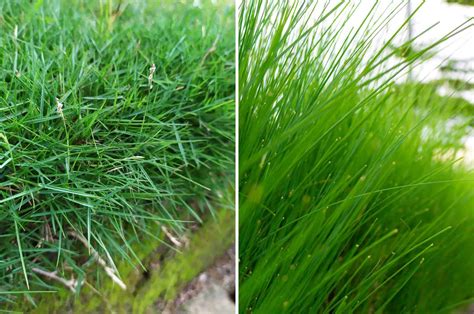 Which Grass Type Is Better Zoysia Vs Bermuda