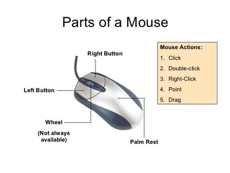 Label The Parts Of The Mouse