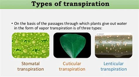 Transpiration Types Process Significance And Factors