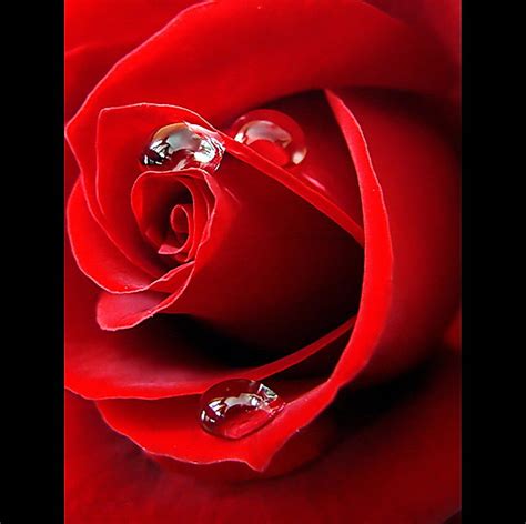 Rose Dew Rose Scene Red Drops Hot Nature Flowers Dew Hd