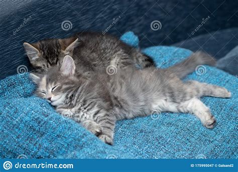 Two Cute Kittens Gray And Tabby Are Sleeping On A Blue Blanket Stock