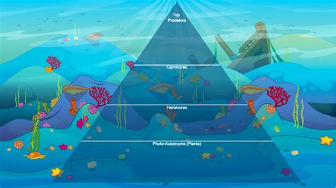 Ocean Food Chain Pyramid Tynker