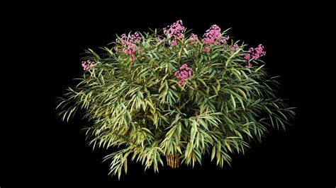 Nerium Oleander 3d Model Cgtrader