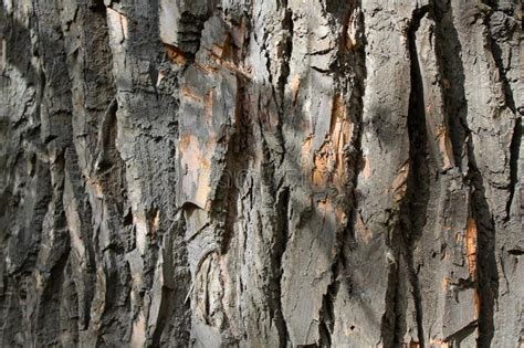 Black Poplar Bark Background Close Up Stock Photo Image Of Bark Pine